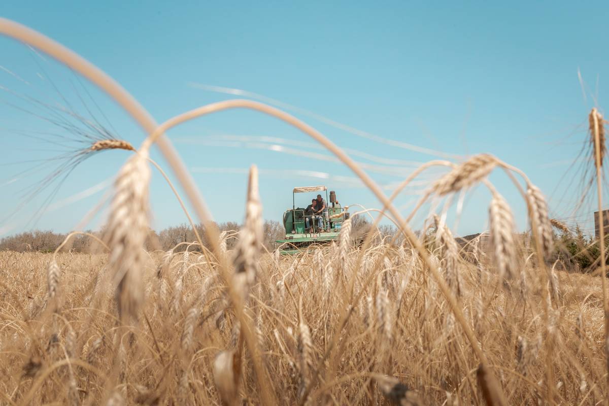Ruralia · il grano del Parco